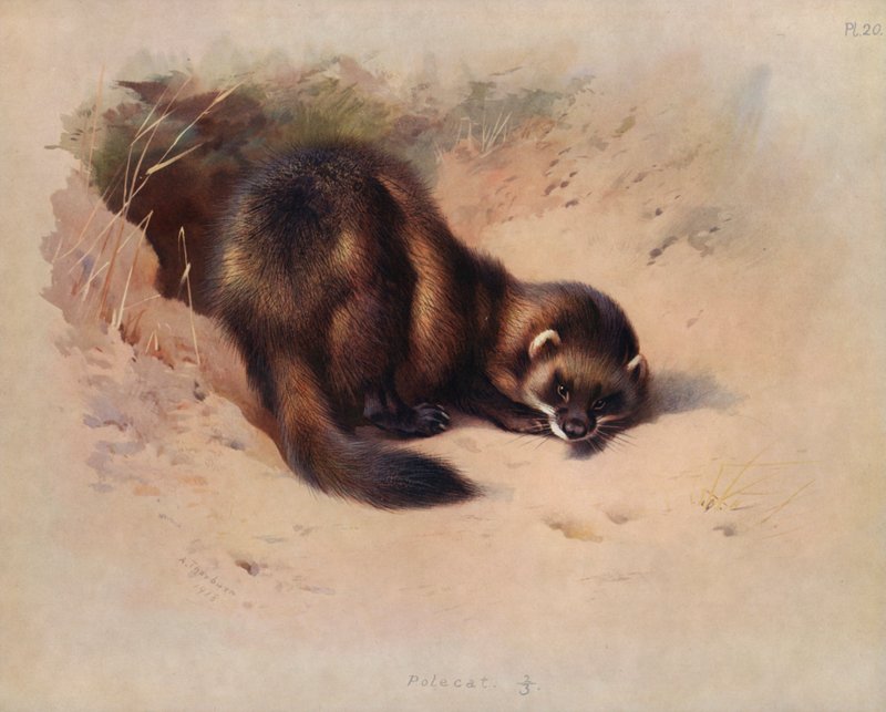 Hilleri tekijältä Archibald Thorburn