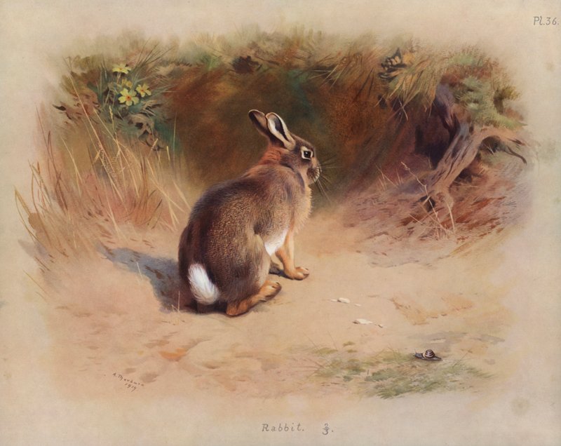 Kani tekijältä Archibald Thorburn
