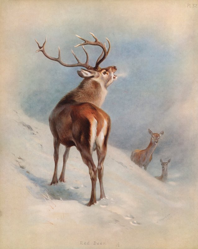 saksanhirvi tekijältä Archibald Thorburn