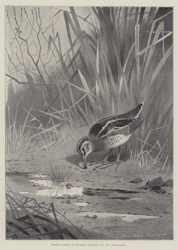 Urheilun aiheet, Snipe tylsää tekijältä Archibald Thorburn