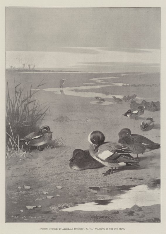 Urheilun aiheet, Villilinnut Mud Flatsissa (Mud Flats) tekijältä Archibald Thorburn