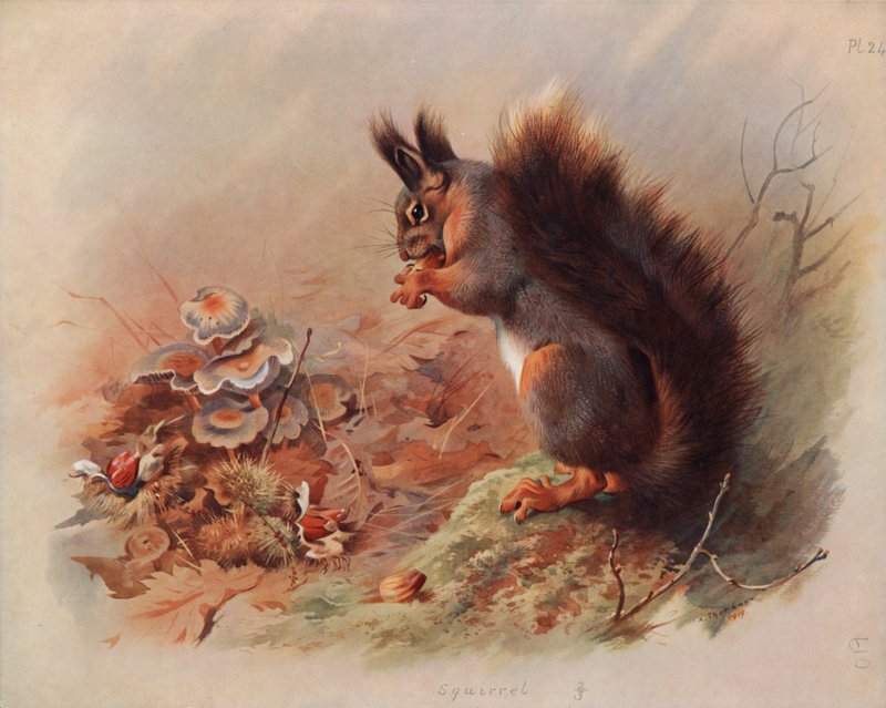 Orava tekijältä Archibald Thorburn