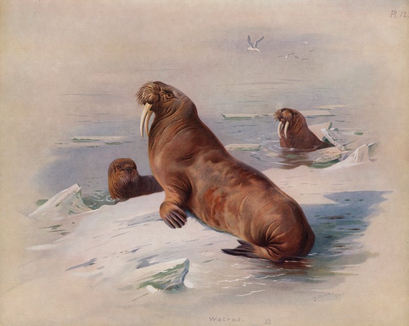Mursu tekijältä Archibald Thorburn