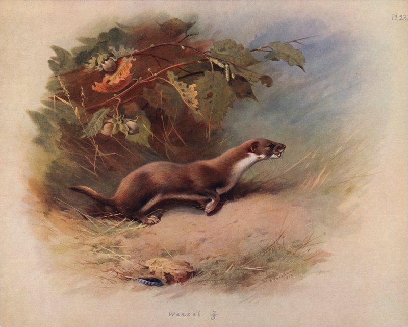 Lumikko tekijältä Archibald Thorburn