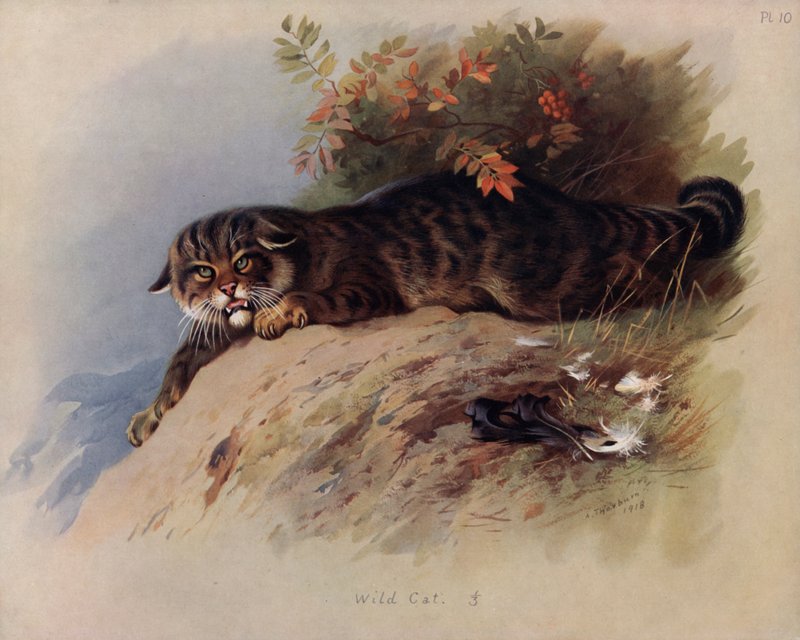 Villi Kissa tekijältä Archibald Thorburn