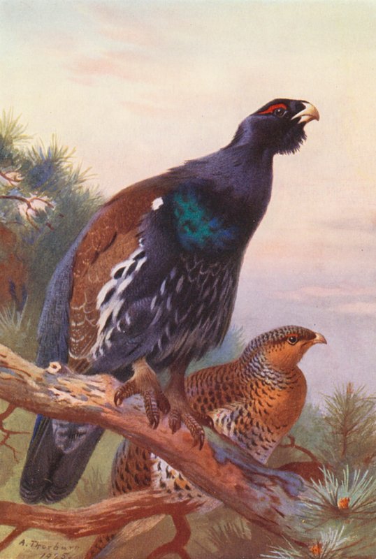 Metso (uros ja naaras) (värilitro) tekijältä Archibald Thorburn