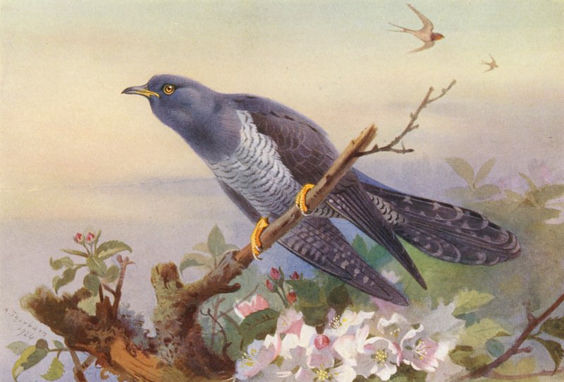Käki (värilitra) tekijältä Archibald Thorburn