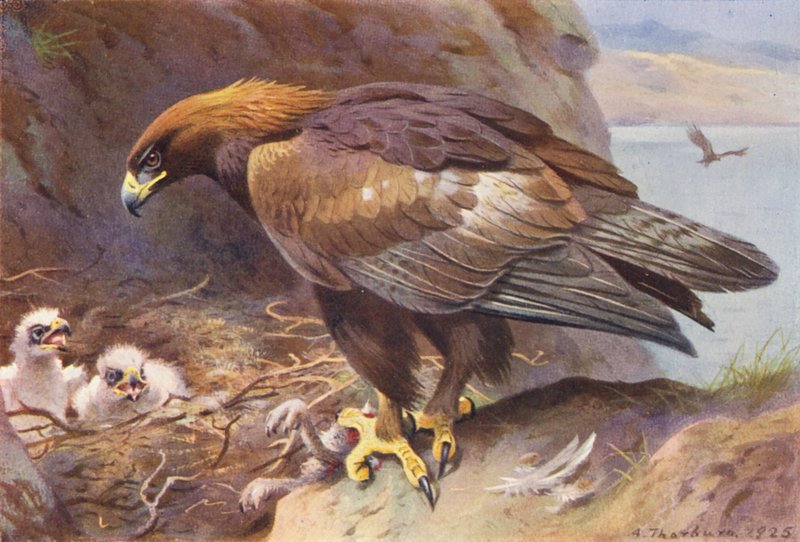 Kultainen kotka (värilitografia) tekijältä Archibald Thorburn