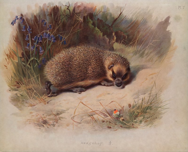 siili tekijältä Archibald Thorburn