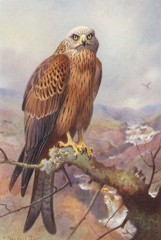 Leija (värilitra) tekijältä Archibald Thorburn