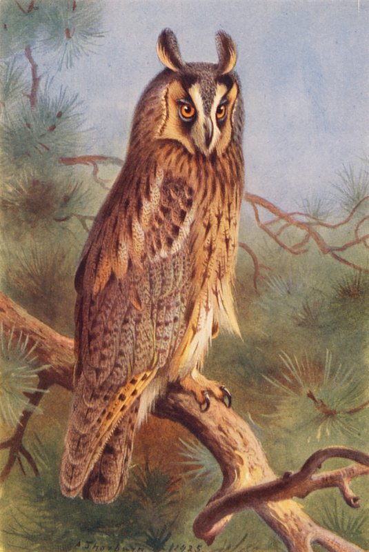 Pöllö (väriliitossa) tekijältä Archibald Thorburn