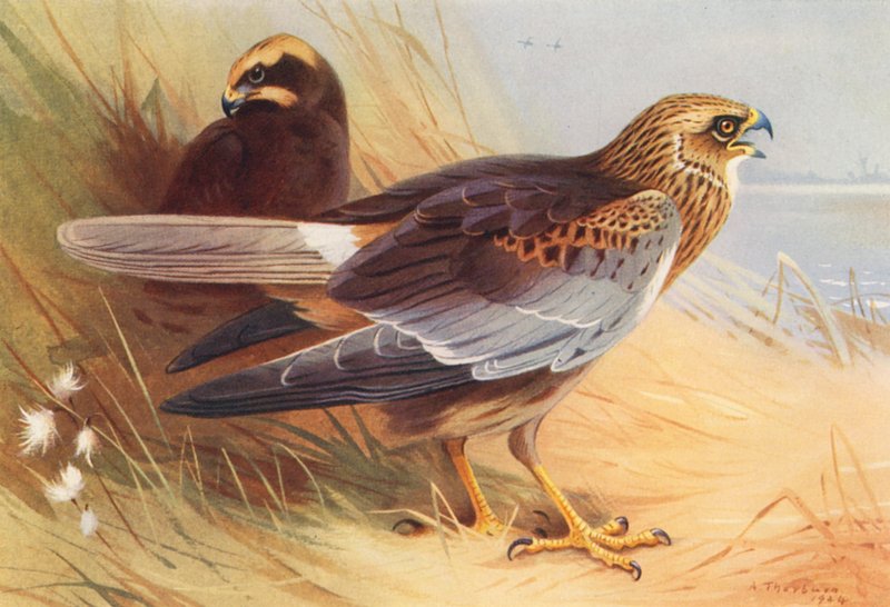 Marsh-Harrier (värilitra) tekijältä Archibald Thorburn
