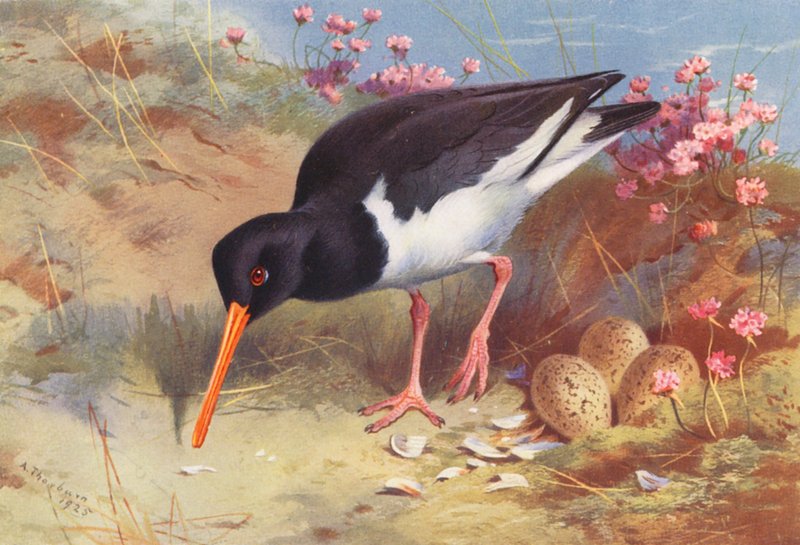 Oyster-Catcher (värilitro) tekijältä Archibald Thorburn