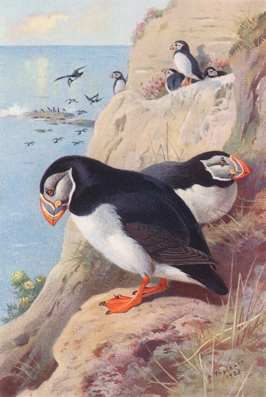 Puffin (värillinen litografia) tekijältä Archibald Thorburn