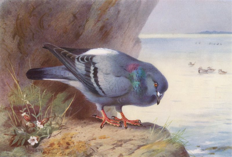 Kalliokyyhkynen (värilitra) tekijältä Archibald Thorburn
