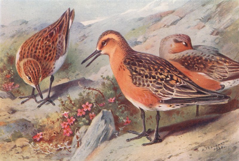 Sanderling (kesä), Solmunen (kesä) (värilitro) tekijältä Archibald Thorburn