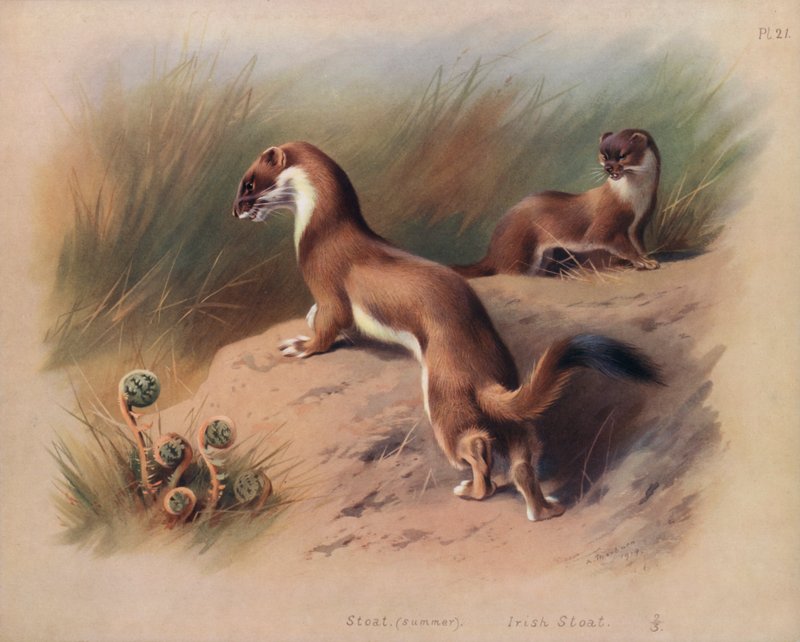 Stoat (kesä), Irish Stoat (väri litho) tekijältä Archibald Thorburn