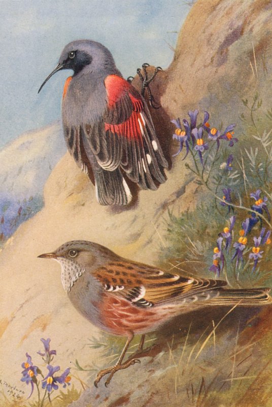Seinänrajaaja, Alpine Accentor (värilitro) tekijältä Archibald Thorburn