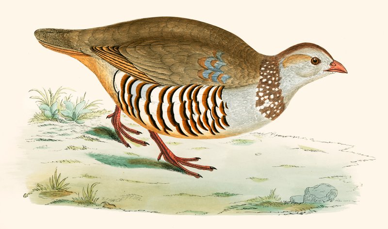 Barbary Partridge tekijältä Beverley R. Morris