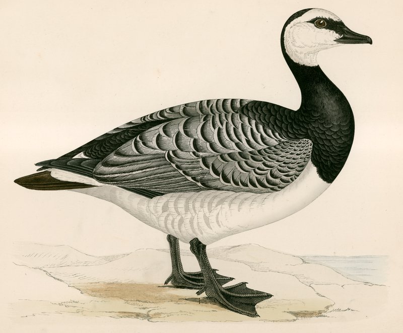 Bernicle Goose tekijältä Beverley R. Morris