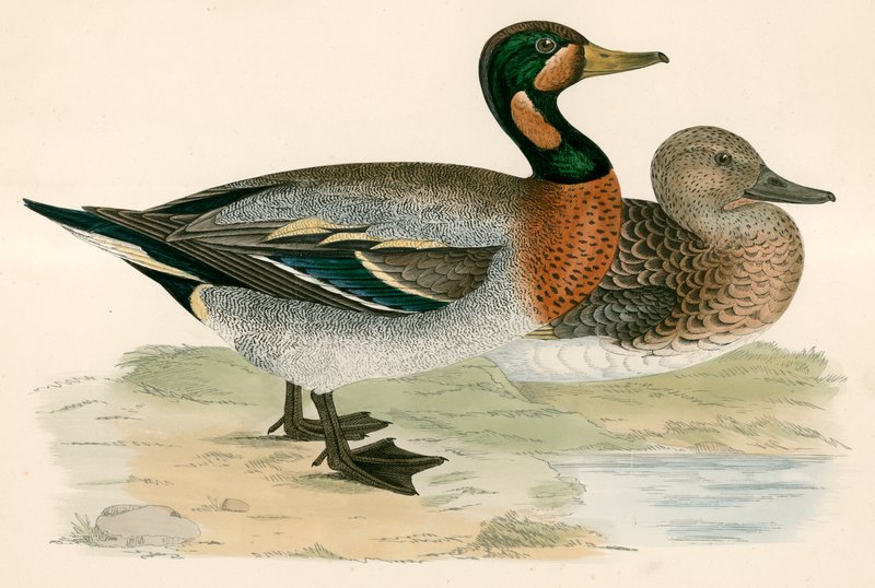 Bimaculated Duck tekijältä Beverley R. Morris