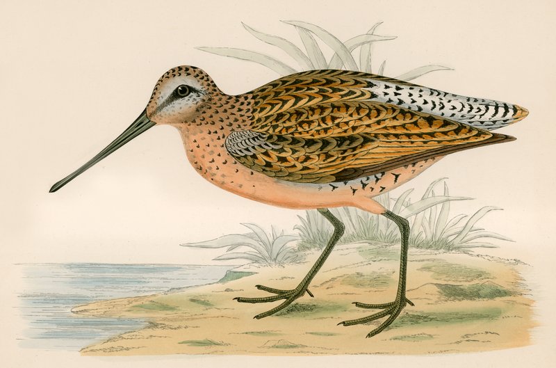 Ruskea Snipe tekijältä Beverley R. Morris