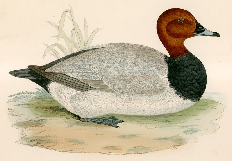 Pochard tekijältä Beverley R. Morris
