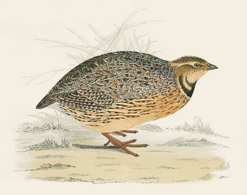 Viiriäinen tekijältä Beverley R. Morris