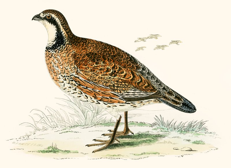 Virginian Partridge tekijältä Beverley R. Morris