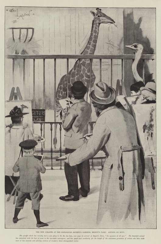 Uusi kirahvi Zoological Societyn puutarhoissa, Regent