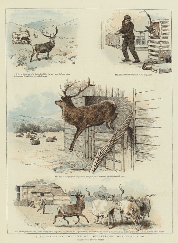 Joitakin kohtauksia Sutherlandin elämästä, Meidän kesyjä (chromolitho) tekijältä Charles Burton