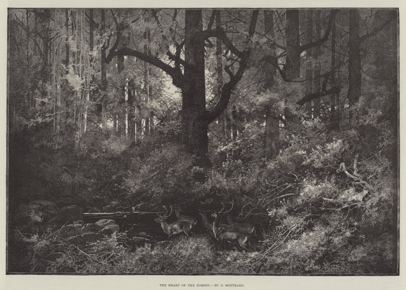 Metsän sydän tekijältä Charles Auguste Loye