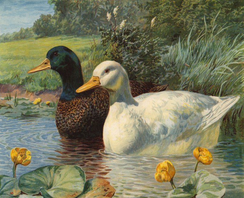 Ankat (chromolitho) tekijältä Charles Collins