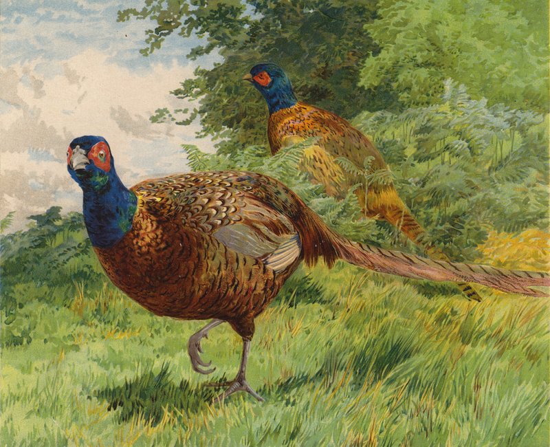 Fasaanit (chromolitho) tekijältä Charles Collins