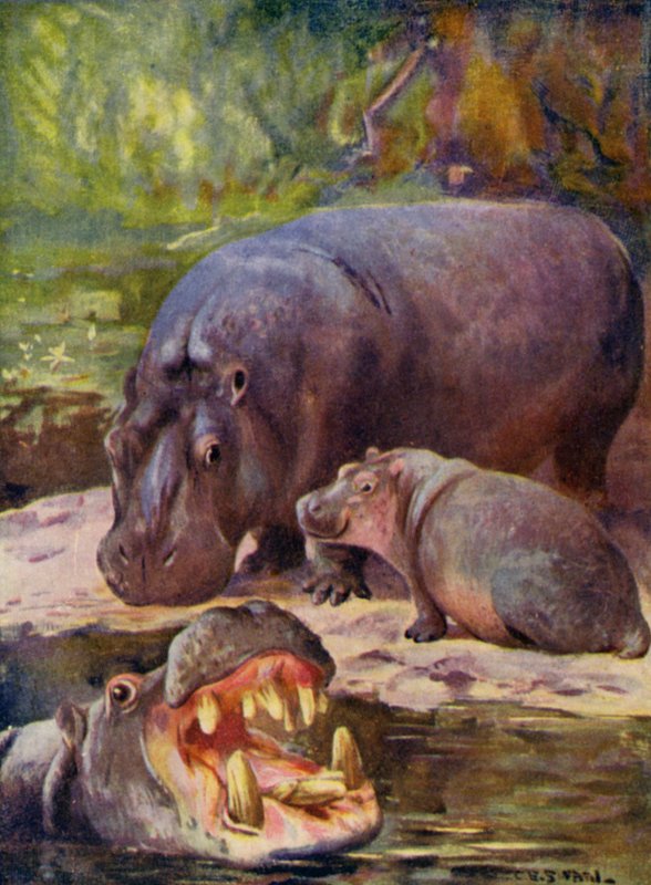 Eläintarhassa: Virtahepo (väri litho) tekijältä Cuthbert Edmund Swan
