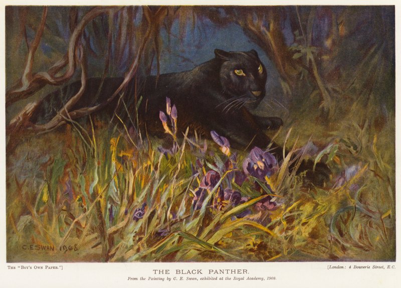 Musta pantteri (väri litho) tekijältä Cuthbert Edmund Swan