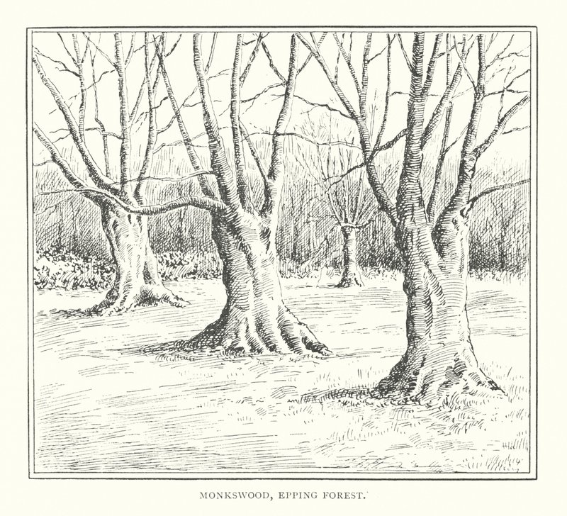 Monkswood, Epping Forest (litografia) tekijältä Duncan Moul