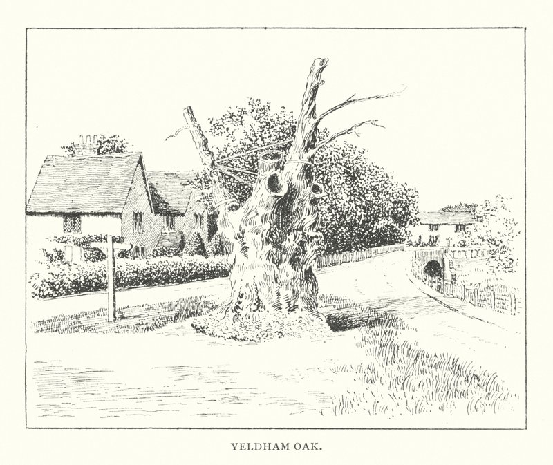 Yeldham Oak (litografia) tekijältä Duncan Moul
