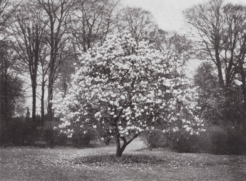 Kew Gardens, noin 1900 (s/w valokuva). tekijältä E. J. Wallis