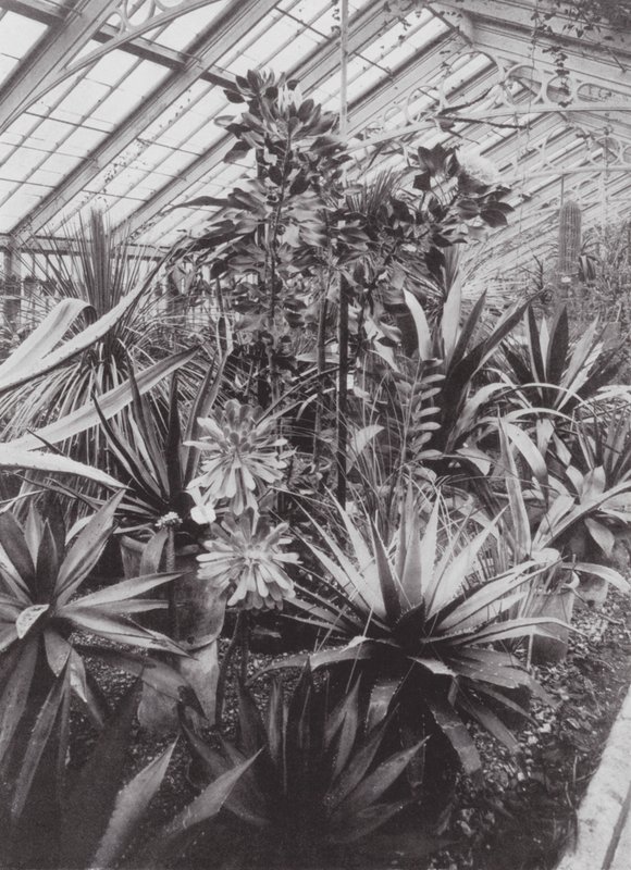 Kew Gardens, noin 1900 (s/w valokuva). tekijältä E. J. Wallis
