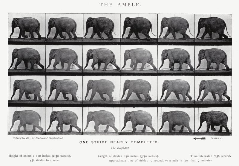 Eadweard Muybridge: The Amble (m/w kuva) tekijältä Eadweard Muybridge