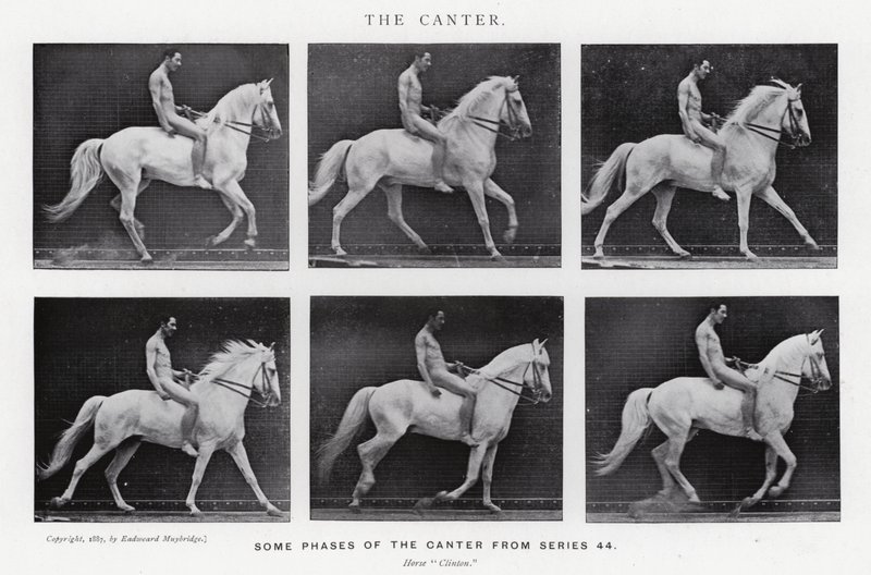 Eadweard Muybridge: The Canter (m/w kuva) tekijältä Eadweard Muybridge