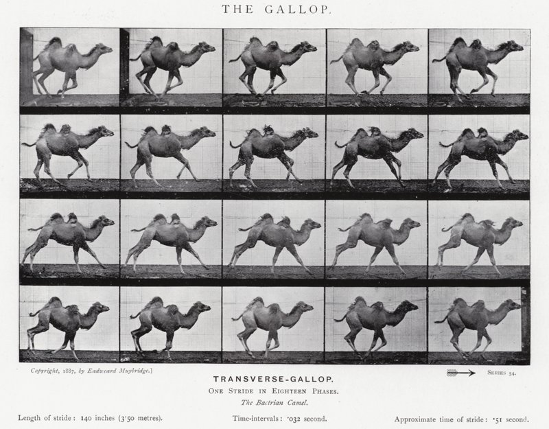 Eadweard Muybridge: The Gallop (m/w kuva) tekijältä Eadweard Muybridge