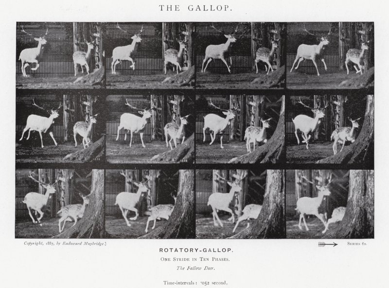 Eadweard Muybridge: The Gallop (m/w kuva) tekijältä Eadweard Muybridge