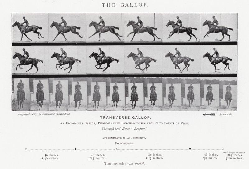 Eadweard Muybridge: The Gallop (m/w kuva) tekijältä Eadweard Muybridge