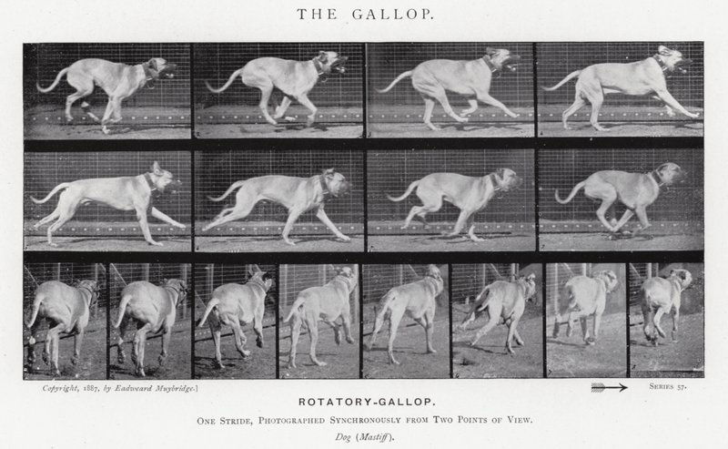 Eadweard Muybridge: The Gallop (m/w kuva) tekijältä Eadweard Muybridge