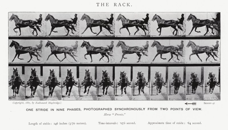 Eadweard Muybridge: The Rack (m/w kuva) tekijältä Eadweard Muybridge