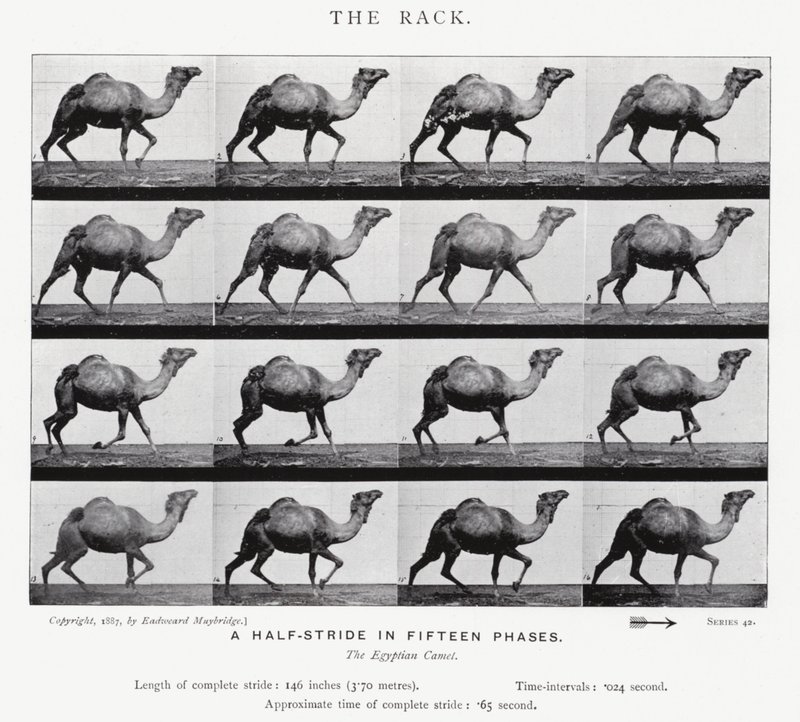 Eadweard Muybridge: The Rack (m/w kuva) tekijältä Eadweard Muybridge