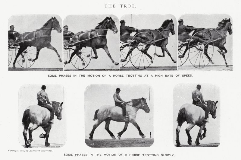 Eadweard Muybridge: The Trot (m/w kuva) tekijältä Eadweard Muybridge