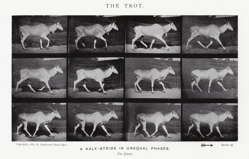 Eadweard Muybridge: The Trot (m/w kuva) tekijältä Eadweard Muybridge